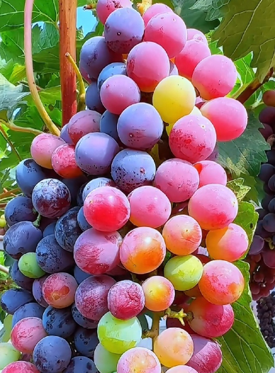 葡萄冷庫(kù)建設(shè)指南：打造專業(yè)級(jí)葡萄保鮮倉(cāng)儲(chǔ)_上海開冉制冷