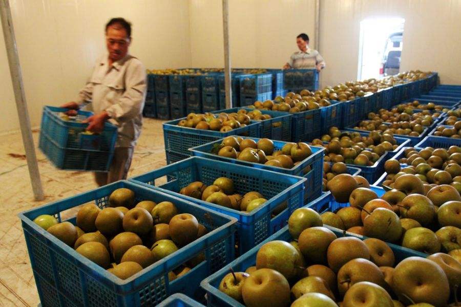 5000噸香梨保鮮冷庫 5000噸香梨保鮮冷庫