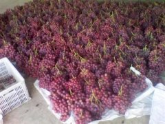 總產(chǎn)量100萬(wàn)斤葡萄需要建多大的冷庫(kù)，造價(jià)多少