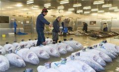 零下60度金槍魚冷庫造價需要多少錢?