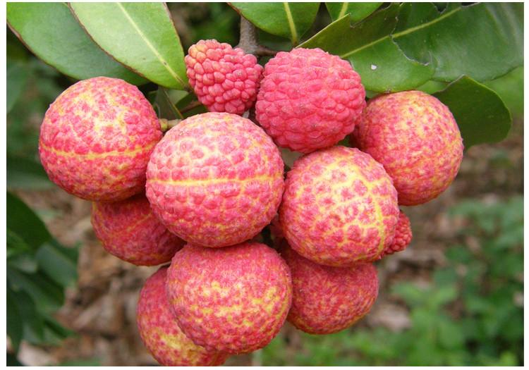 開冉制冷，荔枝氣調(diào)庫(kù)