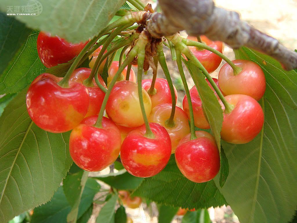 開冉制冷，氣調庫，普通冷藏庫