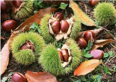 羅田板栗怎么儲存:板栗氣調保鮮庫安裝