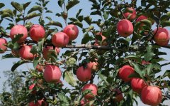 安裝使用蘋果冷藏庫:注意事項