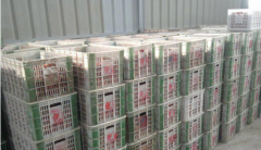 100噸荔枝保鮮冷庫多大面積,多少錢