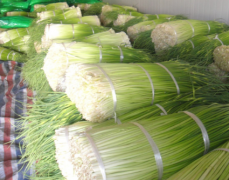 500立方100噸蒜薹冷庫(kù)安裝,制作設(shè)計(jì)