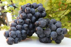 葡萄保鮮庫(kù)安裝，建一個(gè)葡萄冷庫(kù)需要多少錢(qián)？