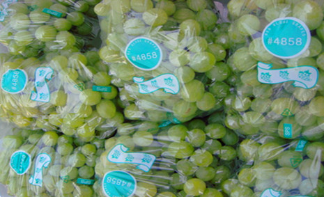 300噸葡萄保鮮庫造價，葡萄冷庫保鮮期及溫度