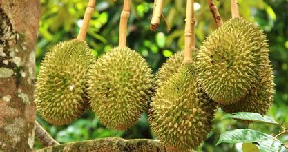 500平米榴蓮冷庫(kù)安裝造價(jià),榴蓮保鮮庫(kù)耗電量kw/h