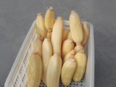 100噸的蓮藕怎么保鮮，蓮藕保鮮庫設計及造價